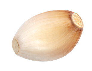Whole garlic clove with papery husk showing root and tip, clean studio macro of aromatic allium ingredient on isolated background