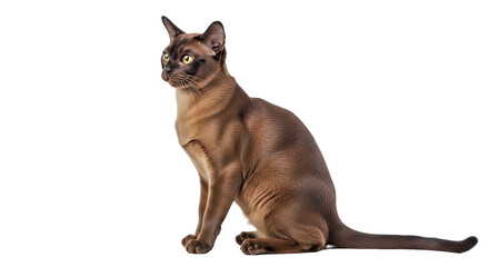 Obraz premium Burmese cat full body side view on white: sleek feline breed.