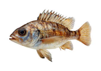 Fishing adventure colorful fish species underwater ocean, isolated on transparent background, png