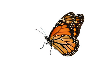 Fototapeta premium Monarch Butterfly on White Background isolated on transparent background