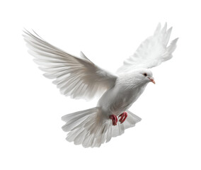 Flying white dove nature wildlife, isolated on transparent background, png