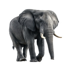 Obraz premium Majestic elephant walking in nature animal wilderness, isolated on transparent background, png