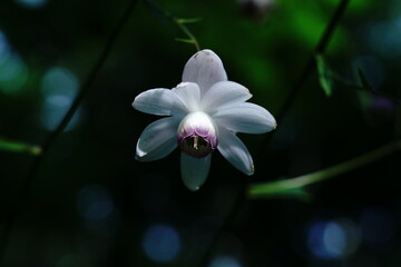 夏の森の中に咲く妖精のようなレンゲショウマの花
