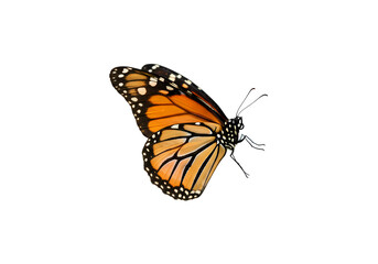 Obraz premium Monarch Butterfly: Detailed Wing Close-up on White Background isolated on transparent background