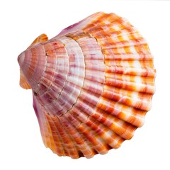 Obraz premium Close-up of a vibrant seashell with intricate, striped patterns of orange and pink