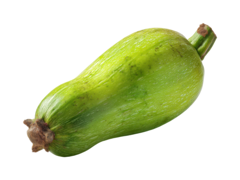 Zucchini harvesting techniques organic farm educational guide outdoors, isolated on transparent background, png