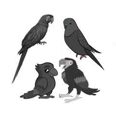 Parrot Illustrations and Realistic Parrot Image - Bird Artwork