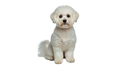 Purebred Bichon Frisé Sitting Against Clean White Background, Popular Toy Dog Breed