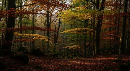 Captivating autumn forest landscape with colorful foliage and soft light filtering through the trees creating a serene