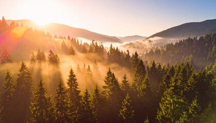 Obraz premium misty forest