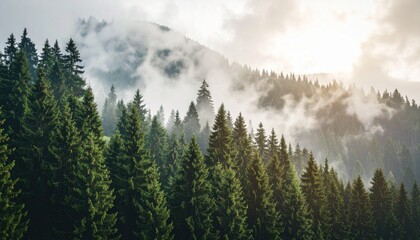 Obraz premium misty forest