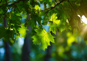 Close up spring green maple leaves with sunlight filtering through branches creating bright yellow green glow soft light texture blurred background vibrant natural scene depth detail.