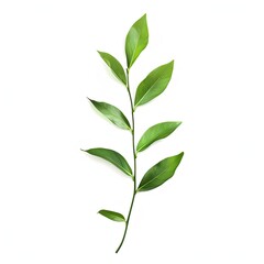 A vibrant green stem with several leaves against a plain white background