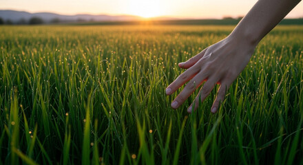 A hand gently touching vibrant green grass blades in a sunlit field at golden hour scenery on transparent background
