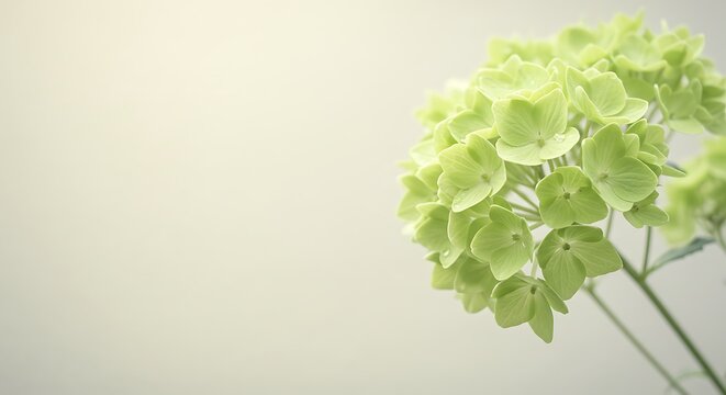 Limelight Hydrangea: Soft Focus Bloom