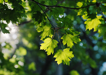 Close up spring green maple leaves with sunlight filtering through branches creating bright yellow green glow soft light texture blurred background vibrant natural scene depth detail.