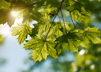 Close up spring green maple leaves with sunlight filtering through branches creating bright yellow green glow soft light texture blurred background vibrant natural scene depth detail.