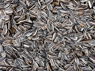 Abundance of sunflower seeds with striped shells packed in close formation