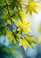Close up spring green maple leaves with sunlight filtering through branches creating bright yellow green glow soft light texture blurred background vibrant natural scene depth detail.