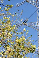 Poplar branches and leaves partially covering a high voltage electric pylon with clear blue sky