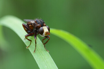 Frontal closeup on a ferrugineus bee-grabber, r, ferrugineus, a parasite on bumblebees