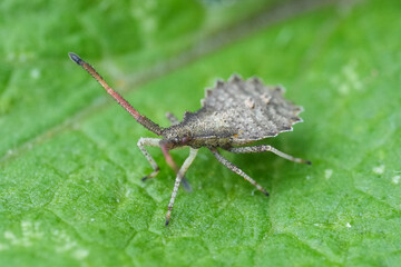 Closeup on the larvae or nymph of the dark grey squashbug or shield bug, Enoplops scapha