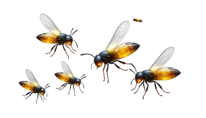 bee on white background