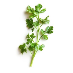 Fresh parsley sprig, bright green leaves on white background