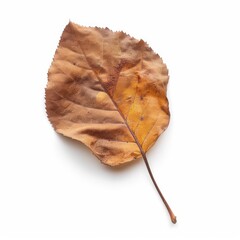 Dried autumn leaf, light brown, isolated