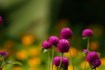 closeup of vibrant pink flower, pink blossom macro with blurred background, bright magenta flower in garden