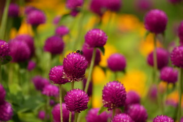 bee on flower macro closeup, honeybee collecting nectar on blossom, bee pollinating colorful flower in garden © kambehai design