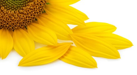 Sunlit Petals: A Close-Up Study