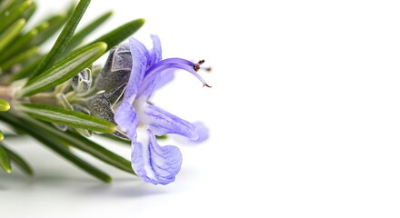 Rosemary's Gentle Bloom: A Close-Up
