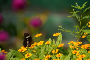 butterfly on flower closeup, macro of butterfly with colorful wings, butterfly feeding on blossom in garden