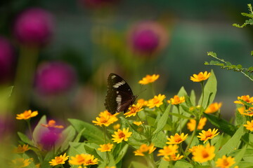 butterfly on flower closeup, macro of butterfly with colorful wings, butterfly feeding on blossom in garden