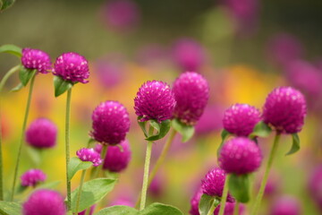 closeup of vibrant pink flower, pink blossom macro with blurred background, bright magenta flower in garden