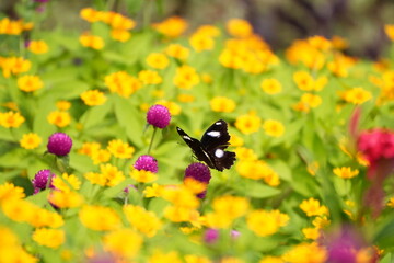 butterfly on flower closeup, macro of butterfly with colorful wings, butterfly feeding on blossom in garden