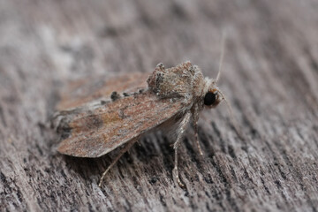 Closeup on a Cloaked Minor owlet moth, Mesoligia furuncula on wood