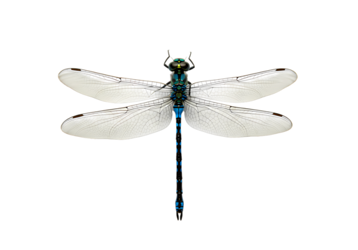 Elegant Dragonfly:  A Detailed Close-Up isolated on transparent background