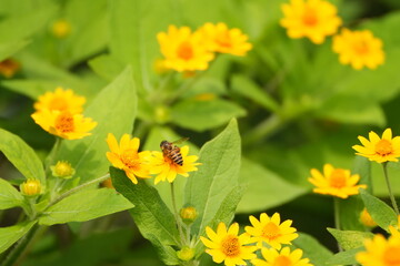 bee on flower macro closeup, honeybee collecting nectar on blossom, bee pollinating colorful flower in garden