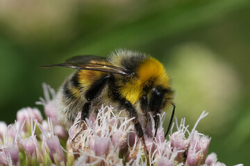 Closeup on a queen white tailed bumblebee, Bombus lucorum on a pink hemp-agrimony, Eupatorium cannabinum