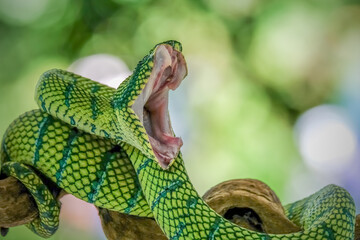 Tropidolaemus green pit viper on branch