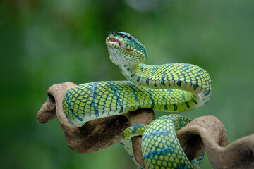Tropidolaemus green pit viper on branch