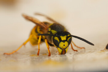A close-up of a yellow and black German wasp drinking from a flat, light surface. Sharp focus captures the insect's details.