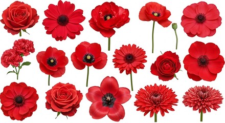 Fototapeta premium Crimson Bloom: A Red Flower Collection