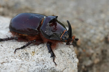 Closeup on a large male European rhinoceros beetle, Oryctes nasicornis kuntzeni in Bulgaria