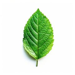 Obraz premium Close-up of a vibrant green leaf, sharply focused against a white background. The leaf's texture is clearly visible