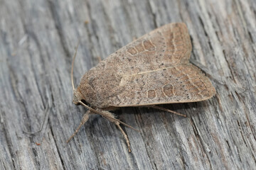Closeup on a Vine's Rustic owlet moth, Hoplodrina ambigua on wood