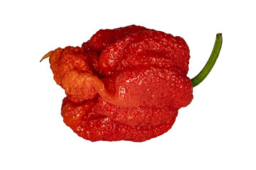 Extremely hot Carolina Reaper pepper, HP22B.