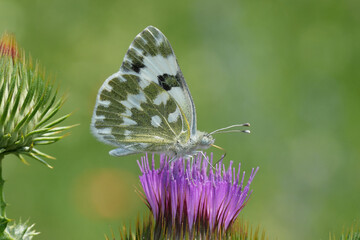 Closeup on an Eastern bath white butterfly, Pontia edusa, on top of a purple thistle flower